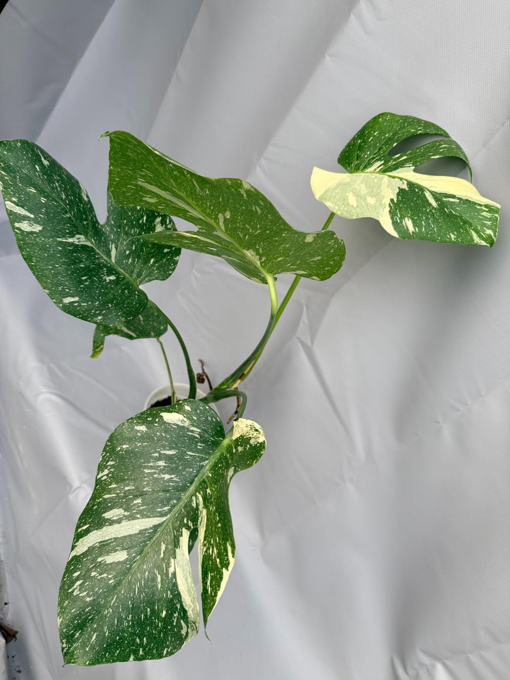 Monstera Thai Constellation XL6