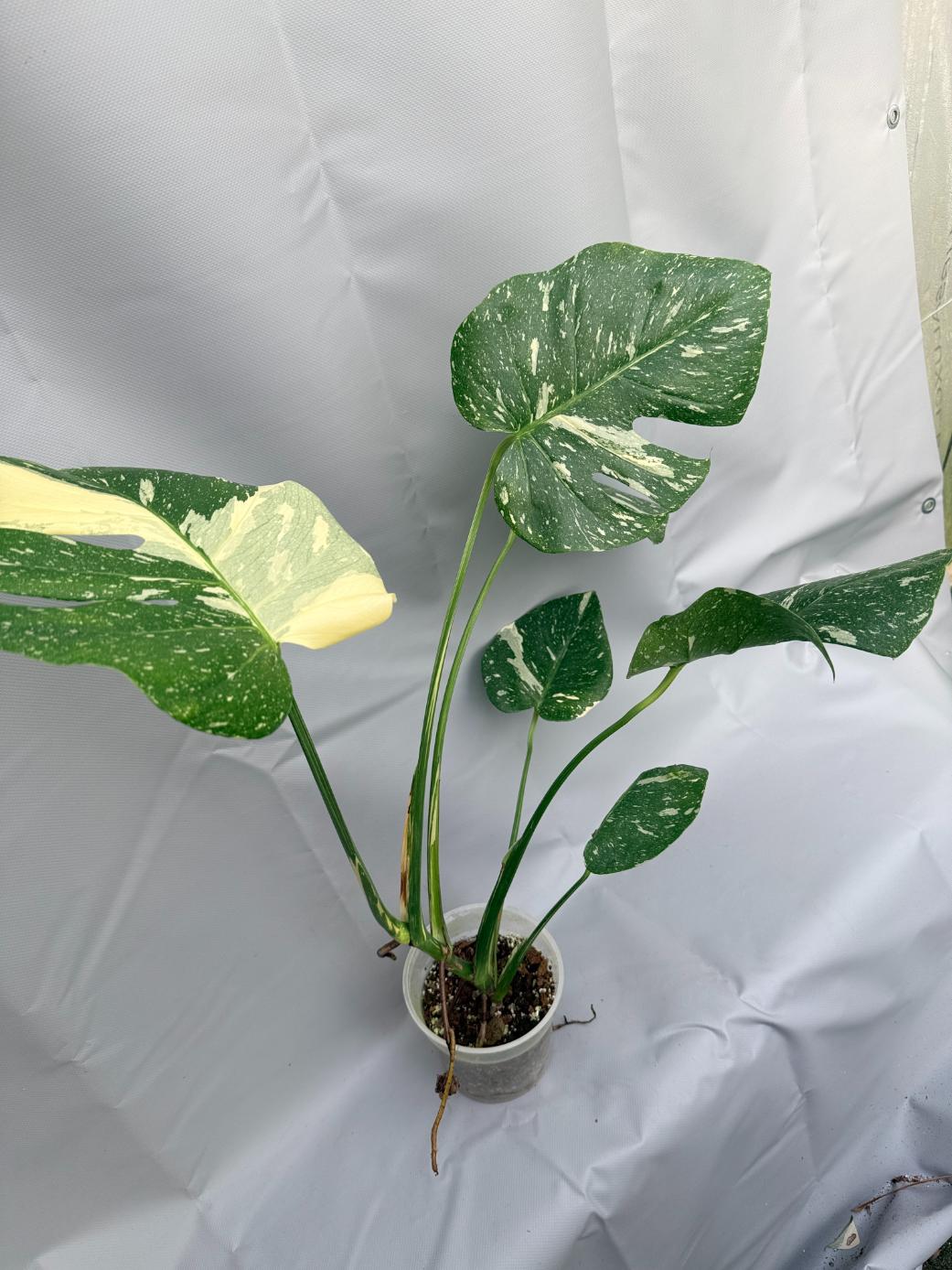 Monstera Thai Constellation XL7
