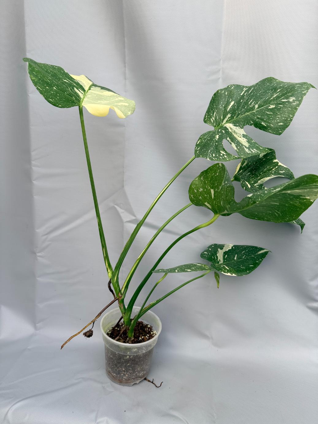 thai constellation monstera large Large Monstera thai constellation