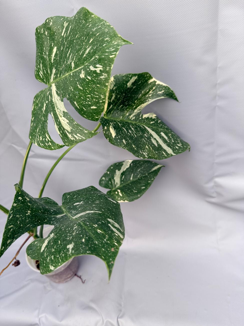 Monstera Thai Constellation XL9