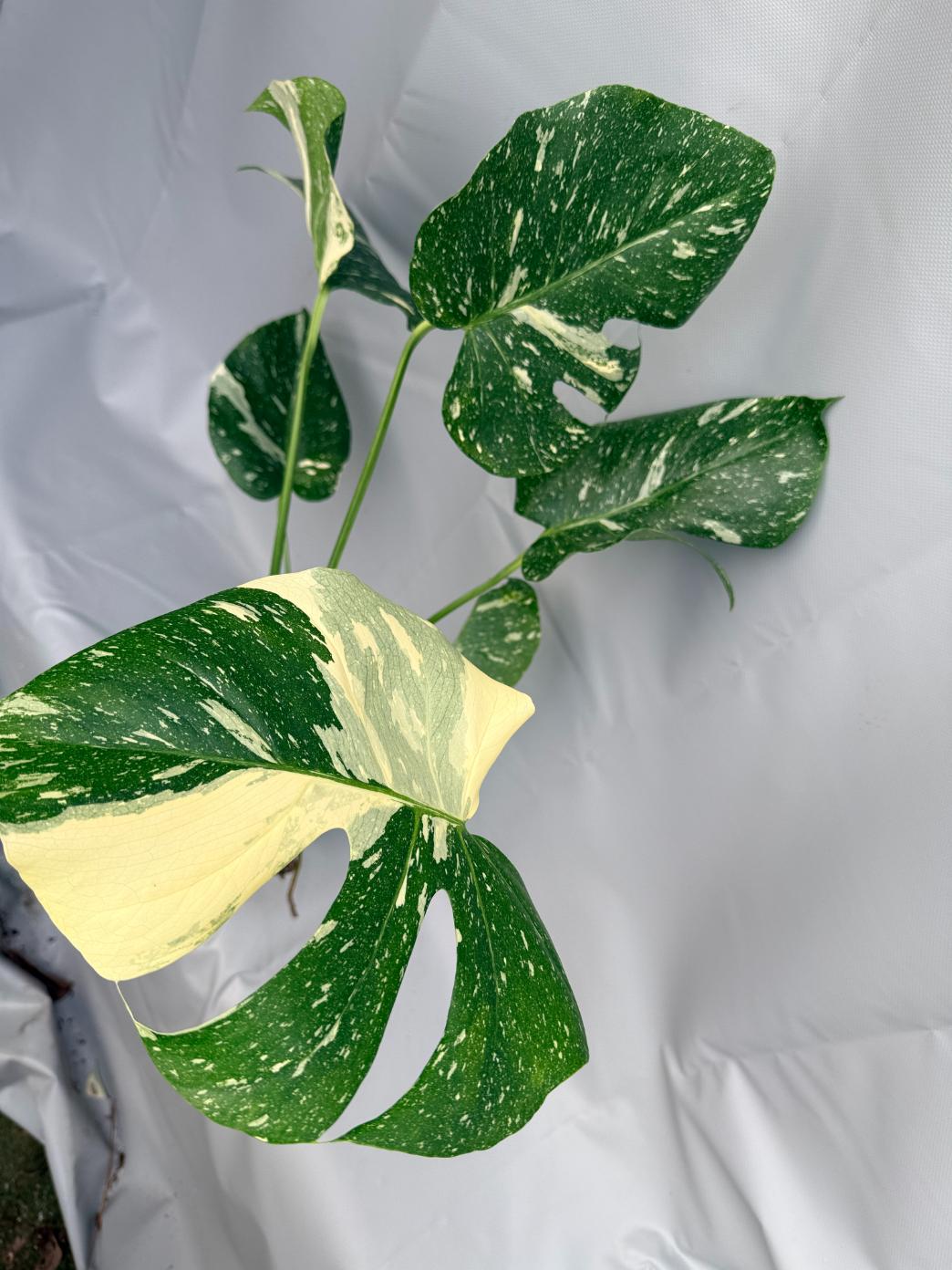 Monstera Thai Constellation XL2