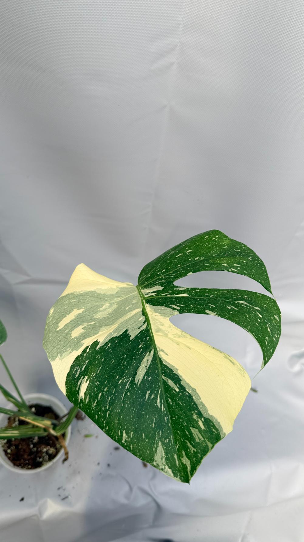 Monstera Thai Constellation XL3