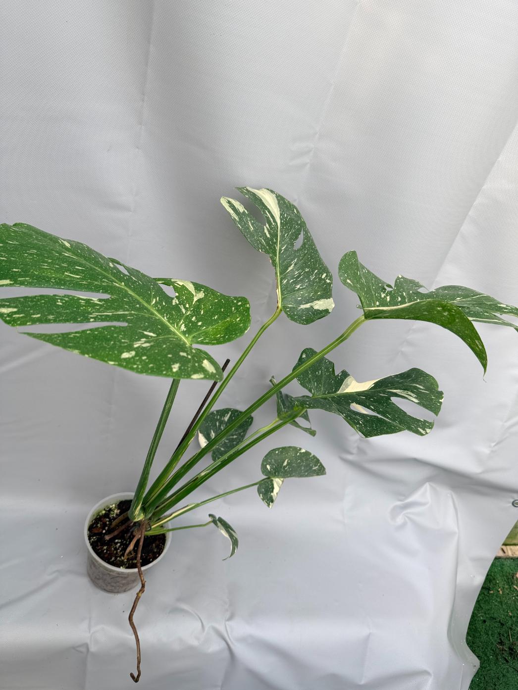 buy monstera thai constellation Large Monstera thai constellation