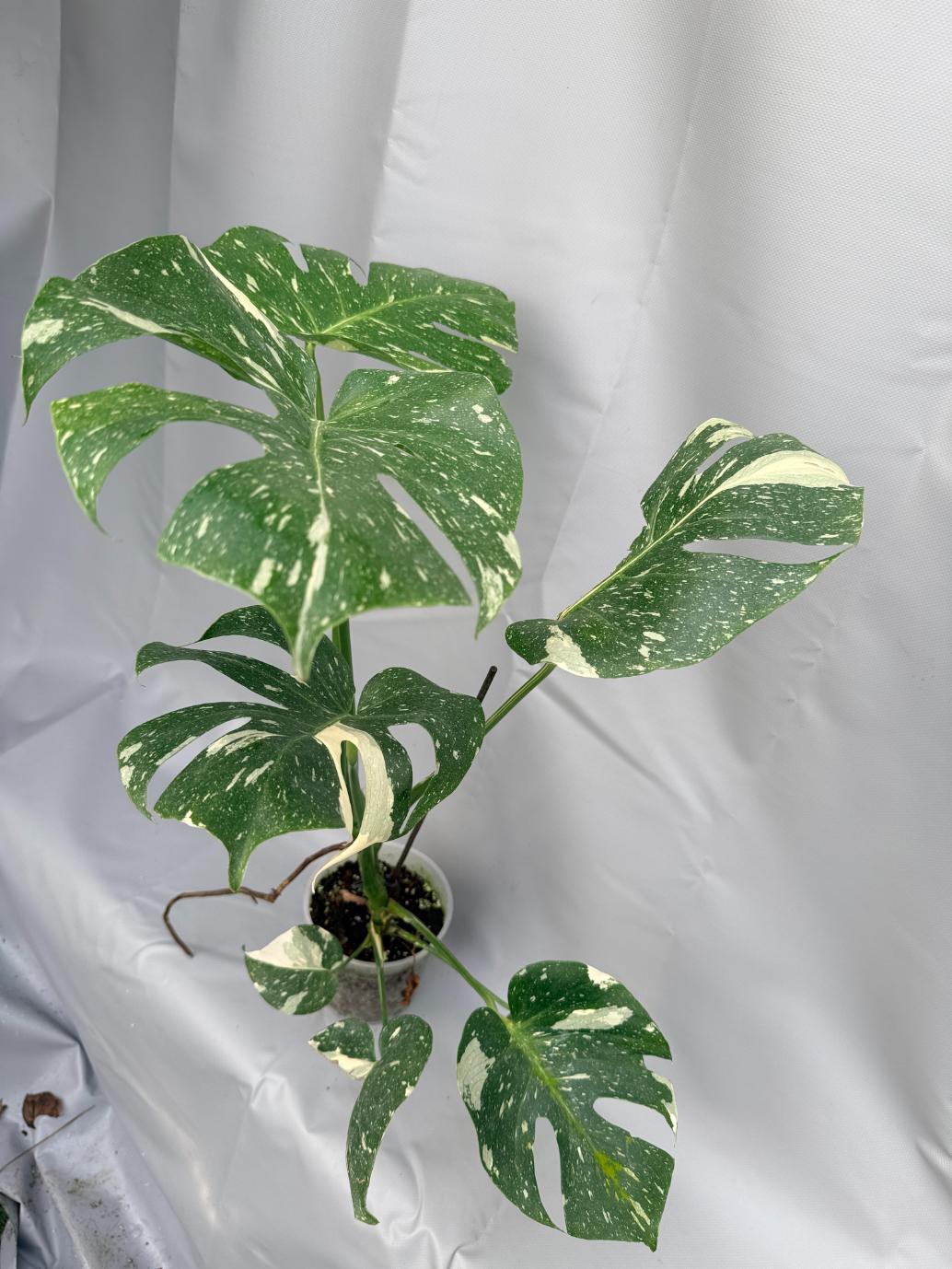 Monstera Thai Constellation XL terza