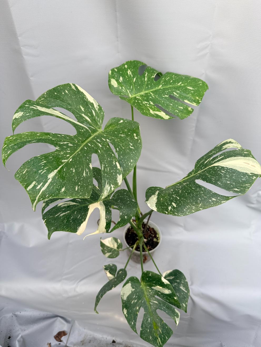 monstera thai constellation for sale near me Large Monstera thai constellation