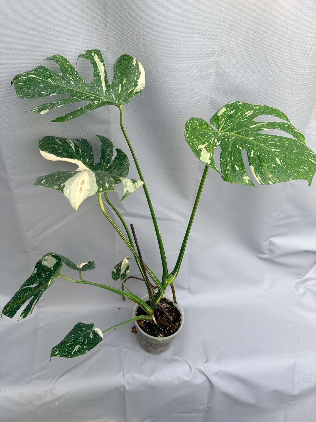 Monstera Thai Constellation XL 5