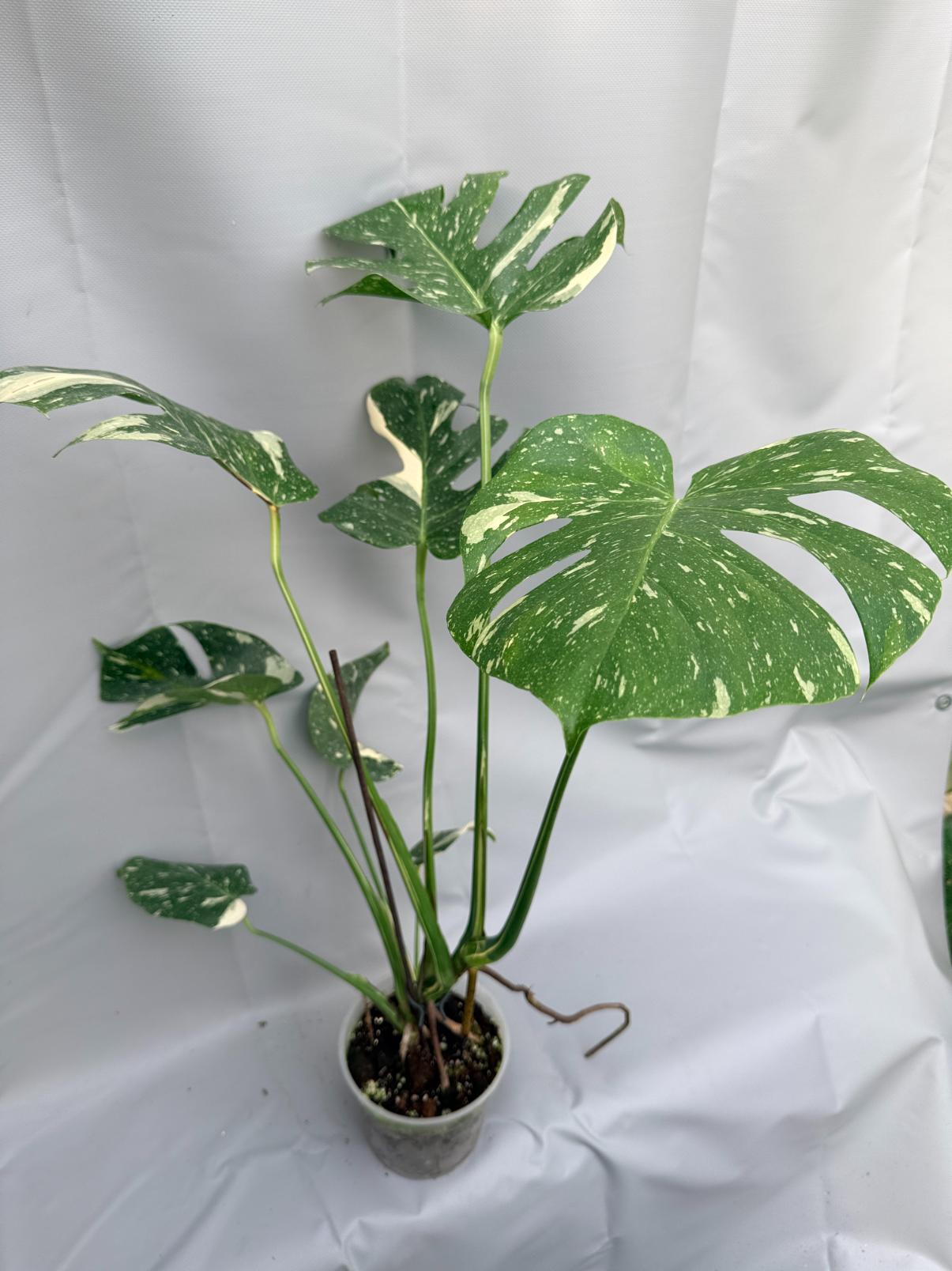 Monstera Thai Constellation XL 6