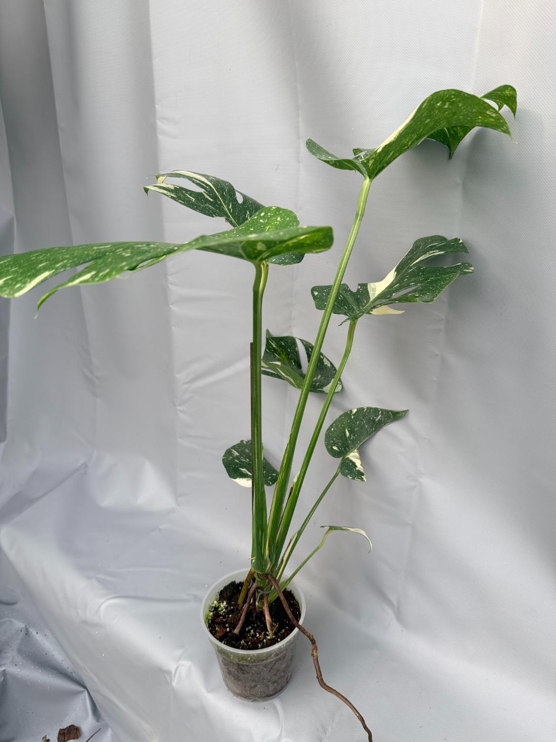 Monstera Thai Constellation XL 7
