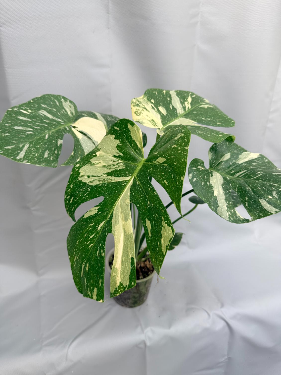 Monstera Thai Constellation XL2