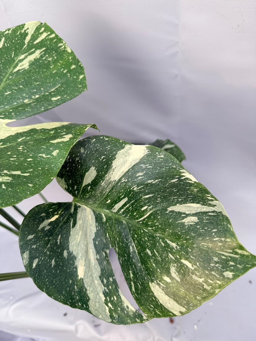 Monstera Thai Constellation XL6
