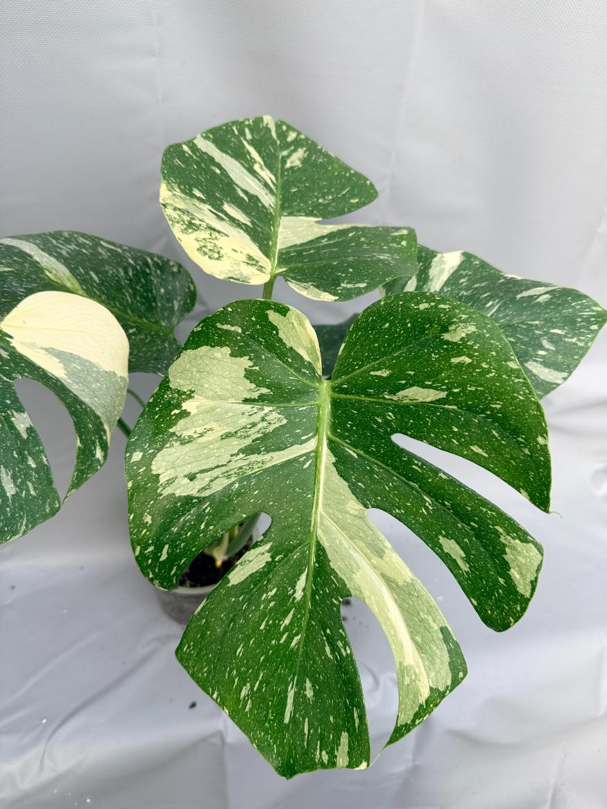 Monstera Thai Constellation XL7