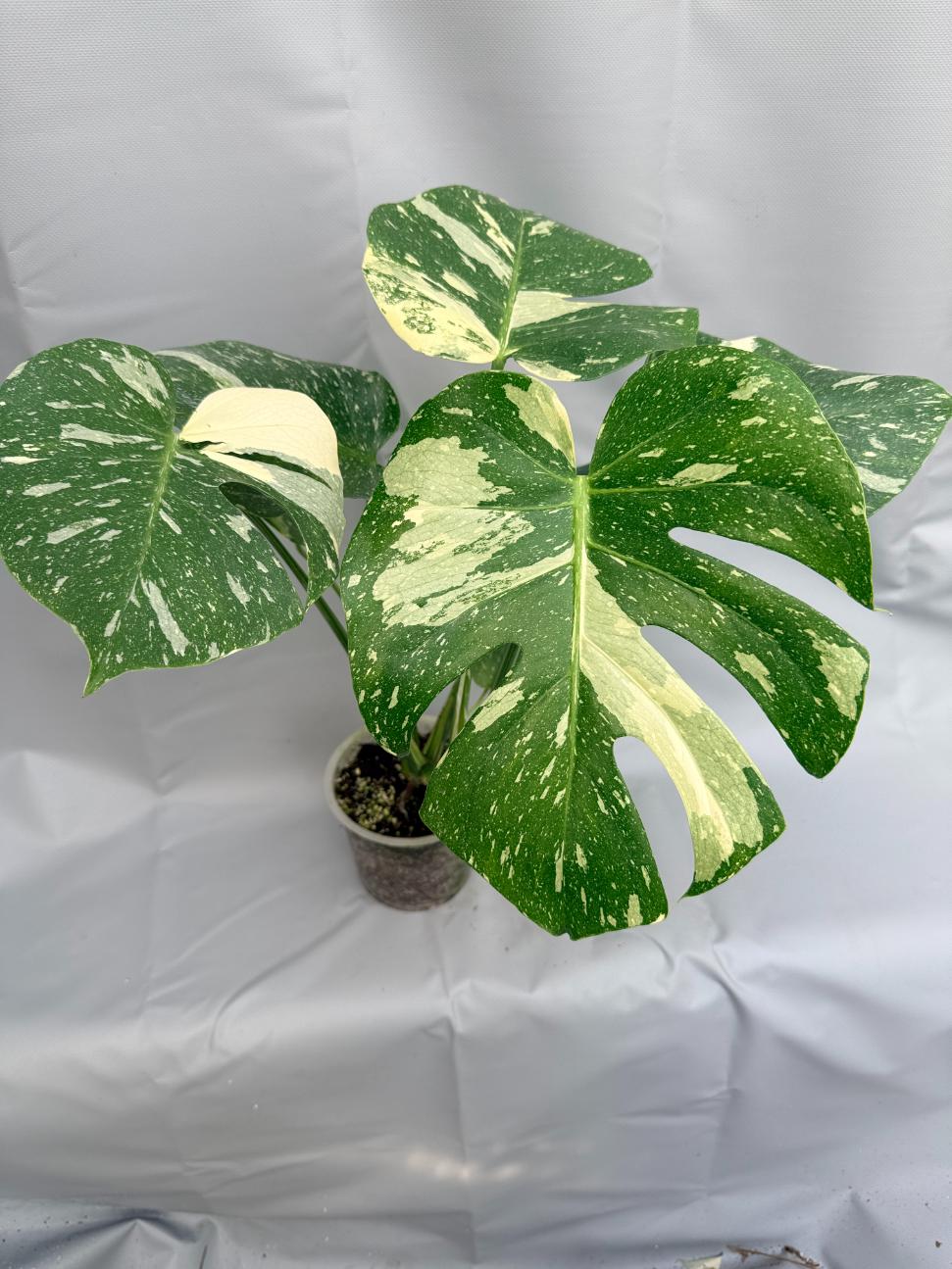 Monstera Thai Constellation XL8