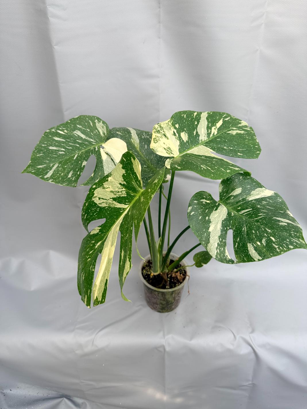Monstera Thai Constellation XL9