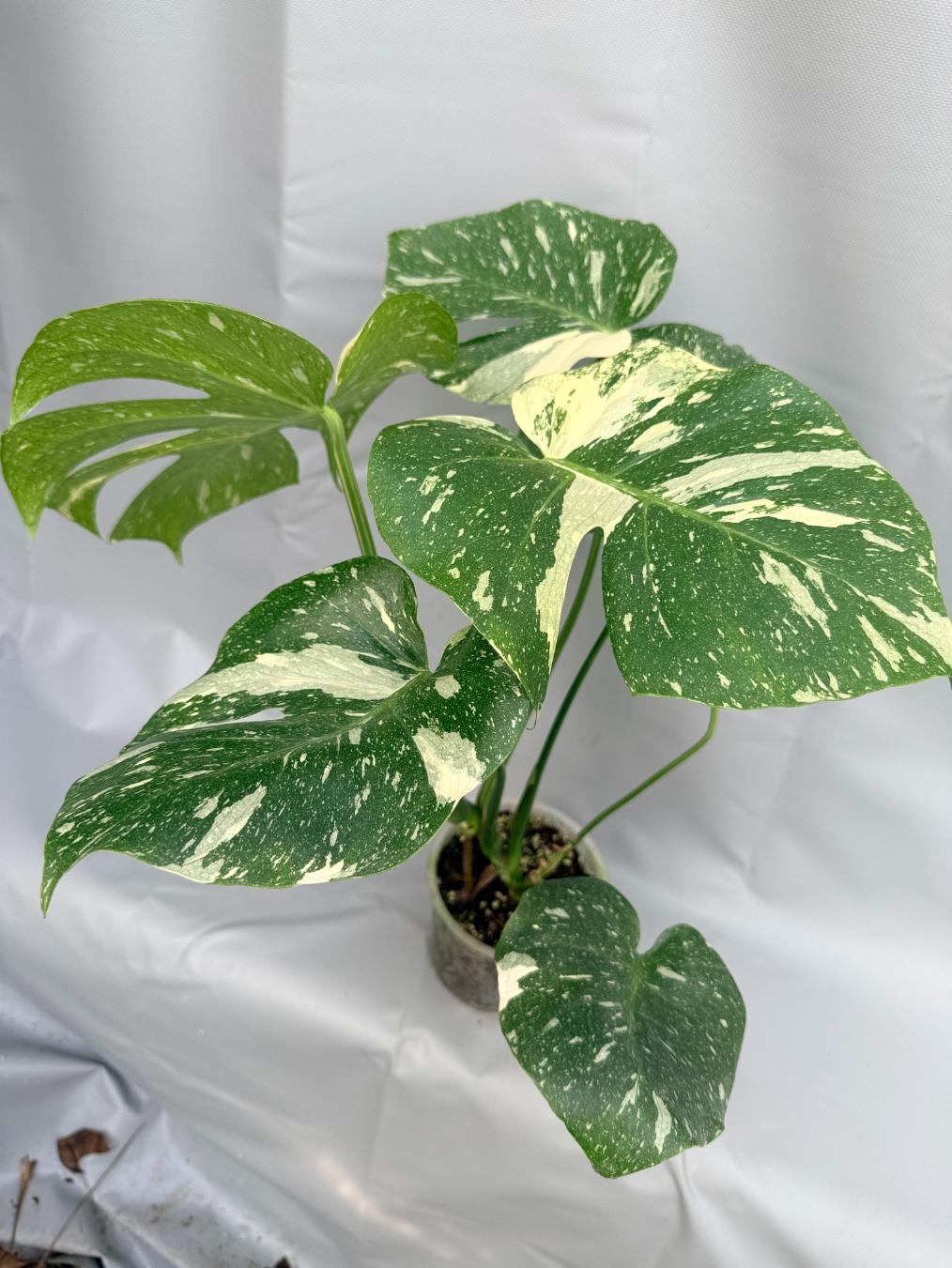 Monstera Thai Constellation XL4