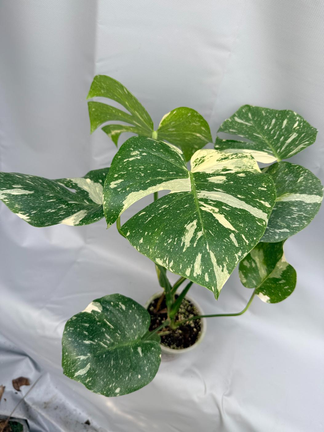 Monstera Thai Constellation XL1