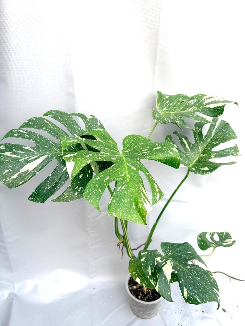 Monstera Thai Constellation XL 1