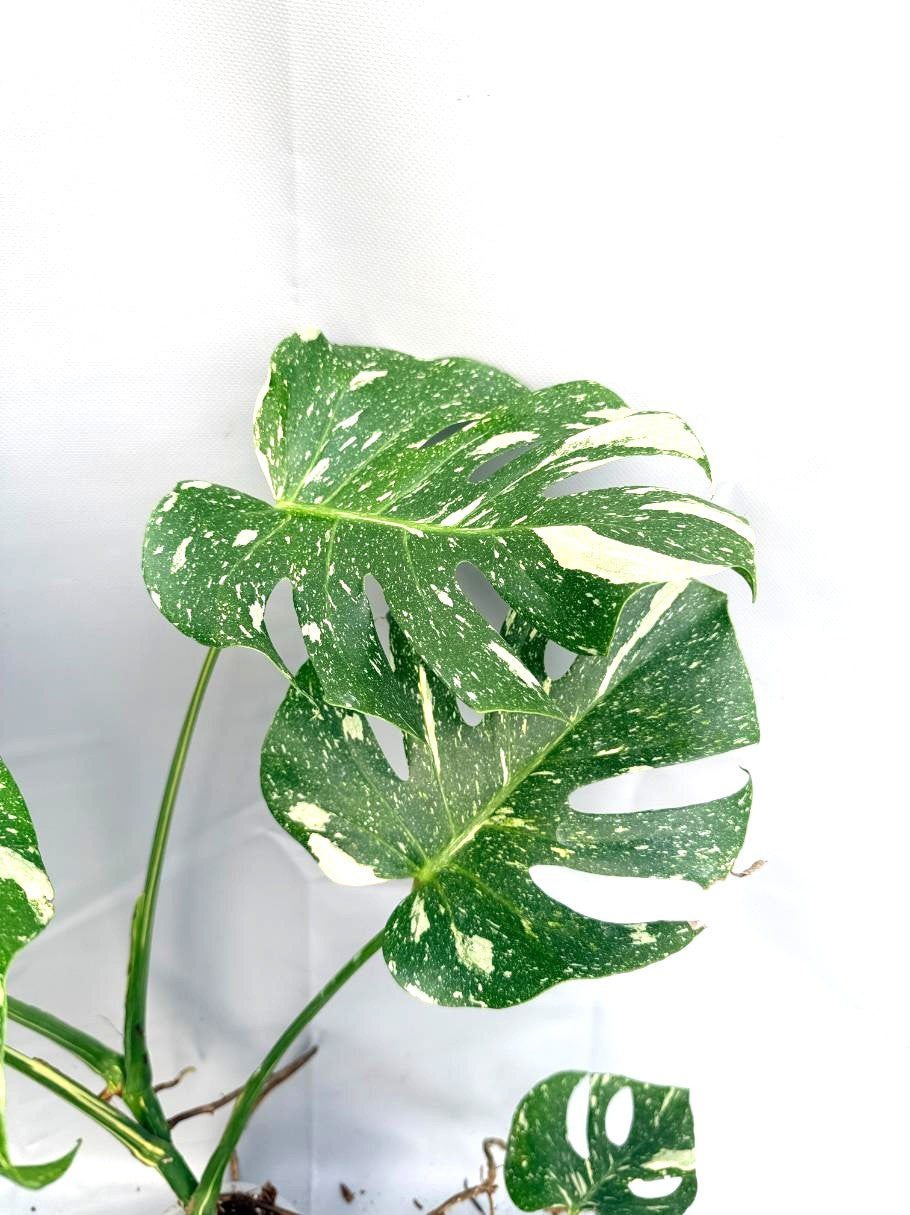 Monstera Thai Constellation XL 2