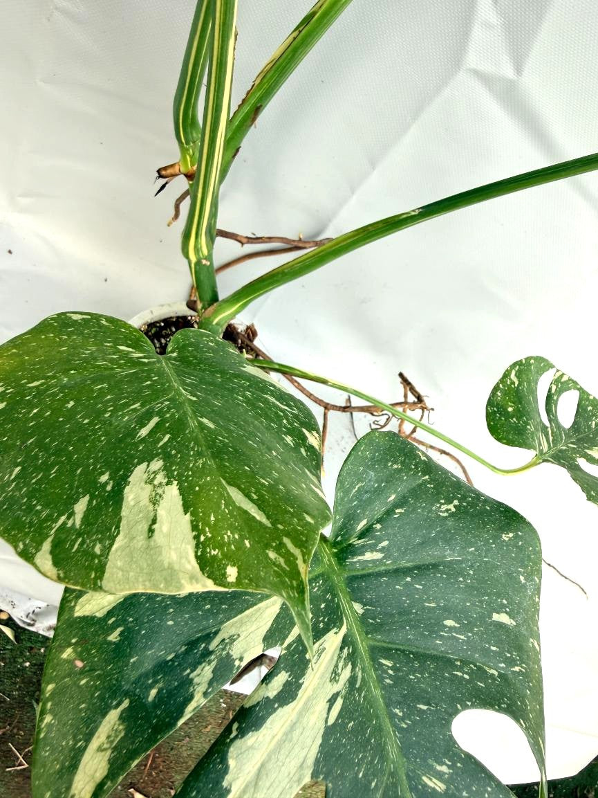 Monstera Thai Constellation XL 3