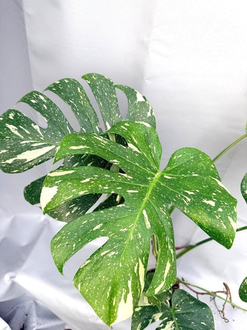 Monstera Thai Constellation XL 4