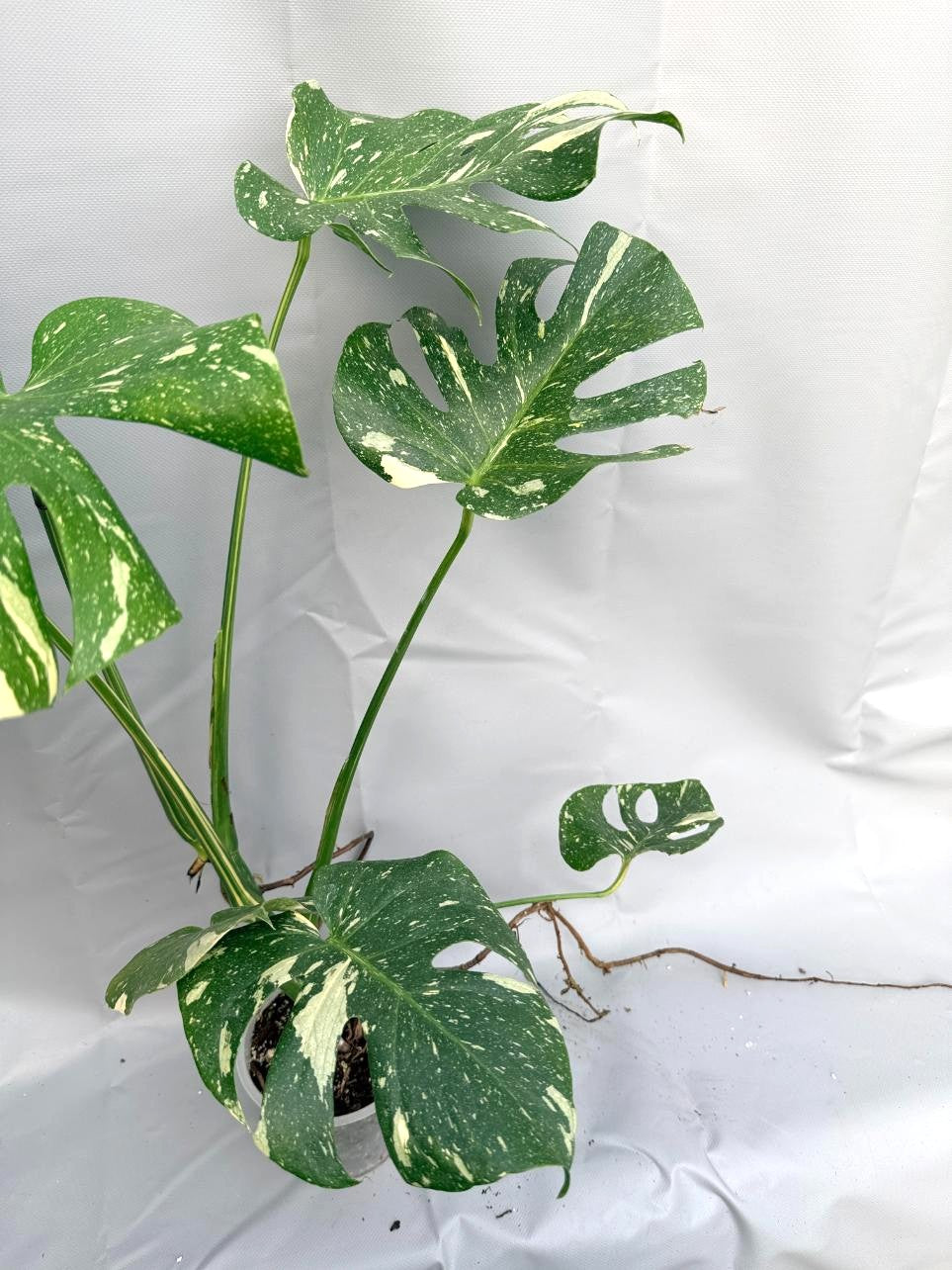 Monstera Thai Constellation XL 5