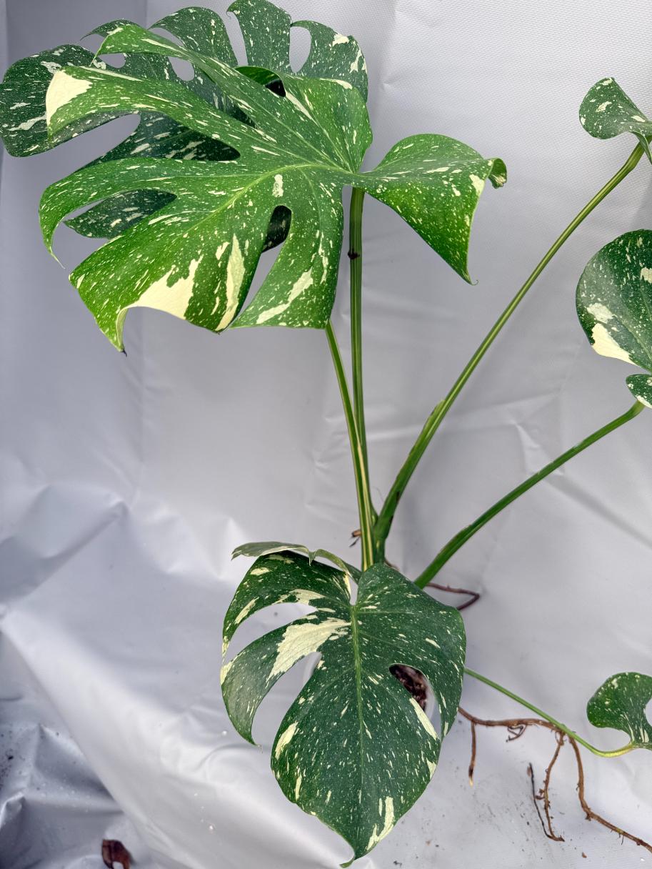 Monstera Thai Constellation XL 6