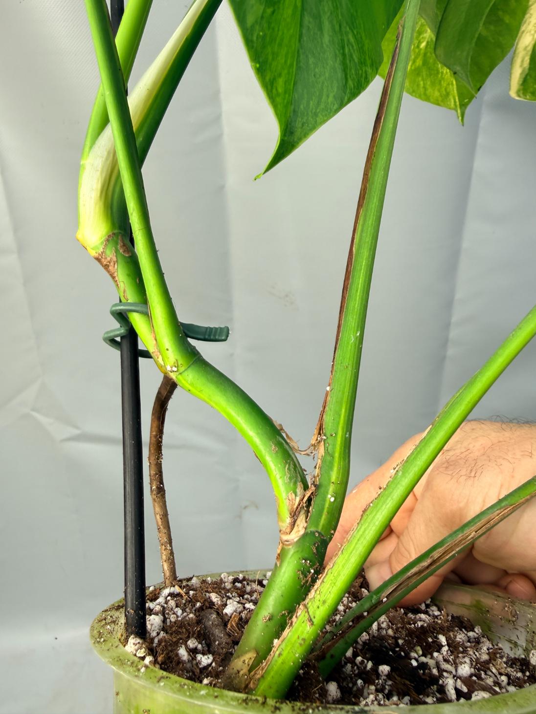 Monstera Variegata Aurea 10