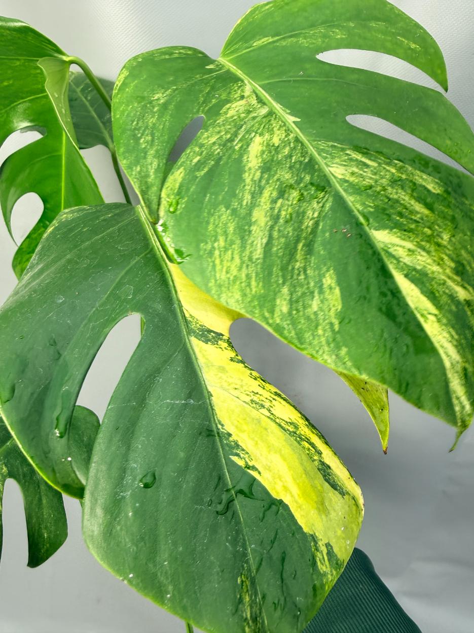 Monstera Variegata Aurea 11