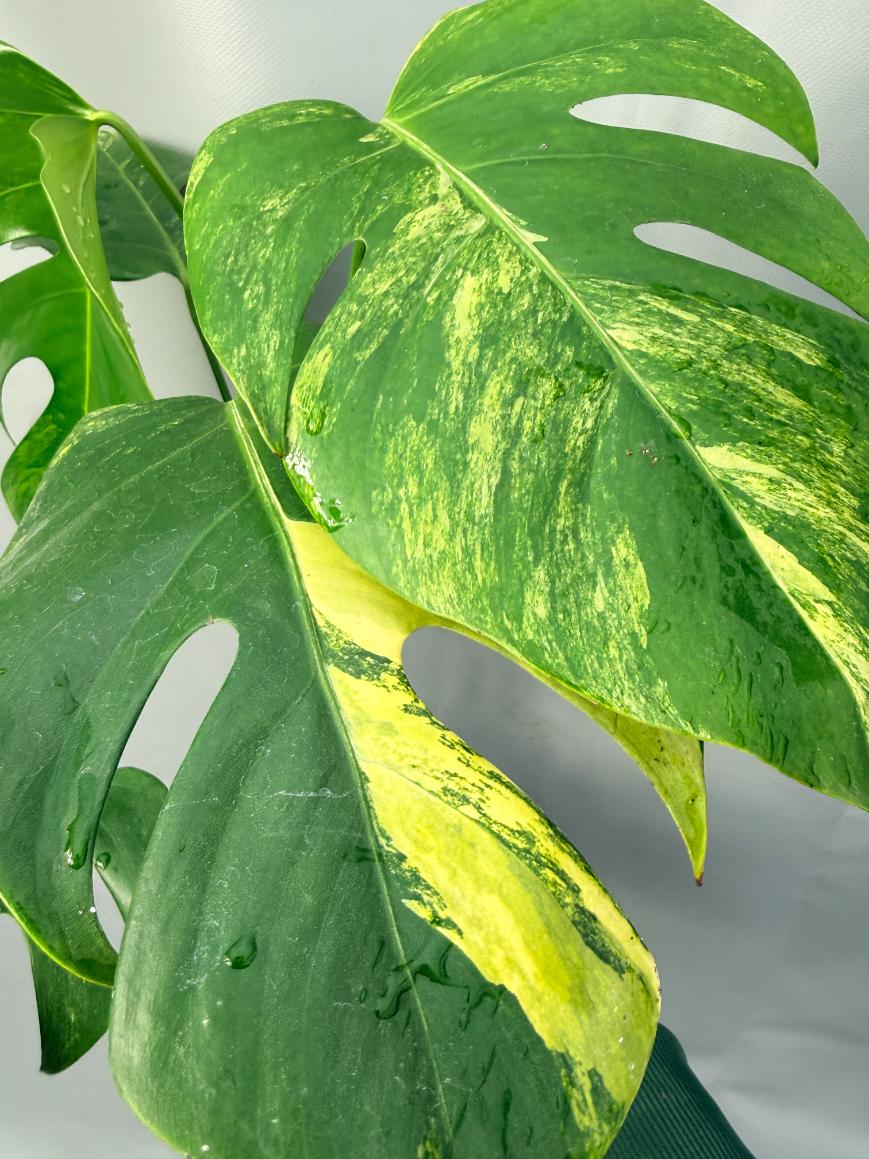 Monstera Variegata Aurea 7