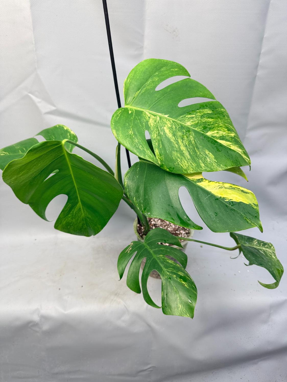 Monstera Variegata Aurea 1