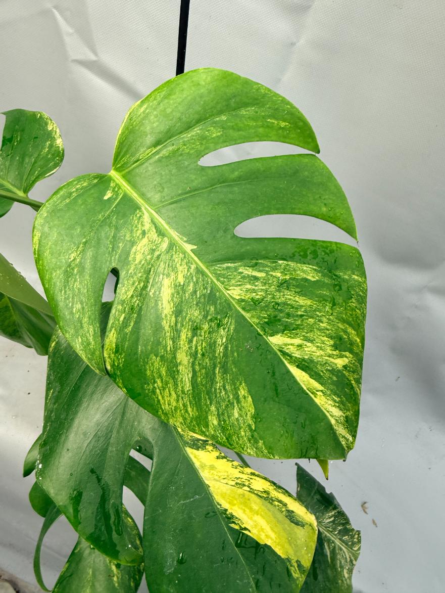 Monstera Variegata Aurea 2
