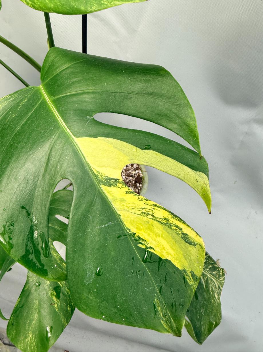 Monstera Variegata Aurea 3