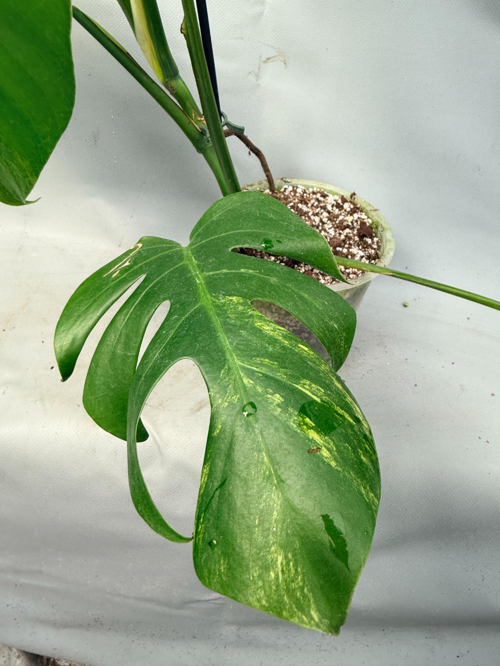 Monstera Variegata Aurea 4
