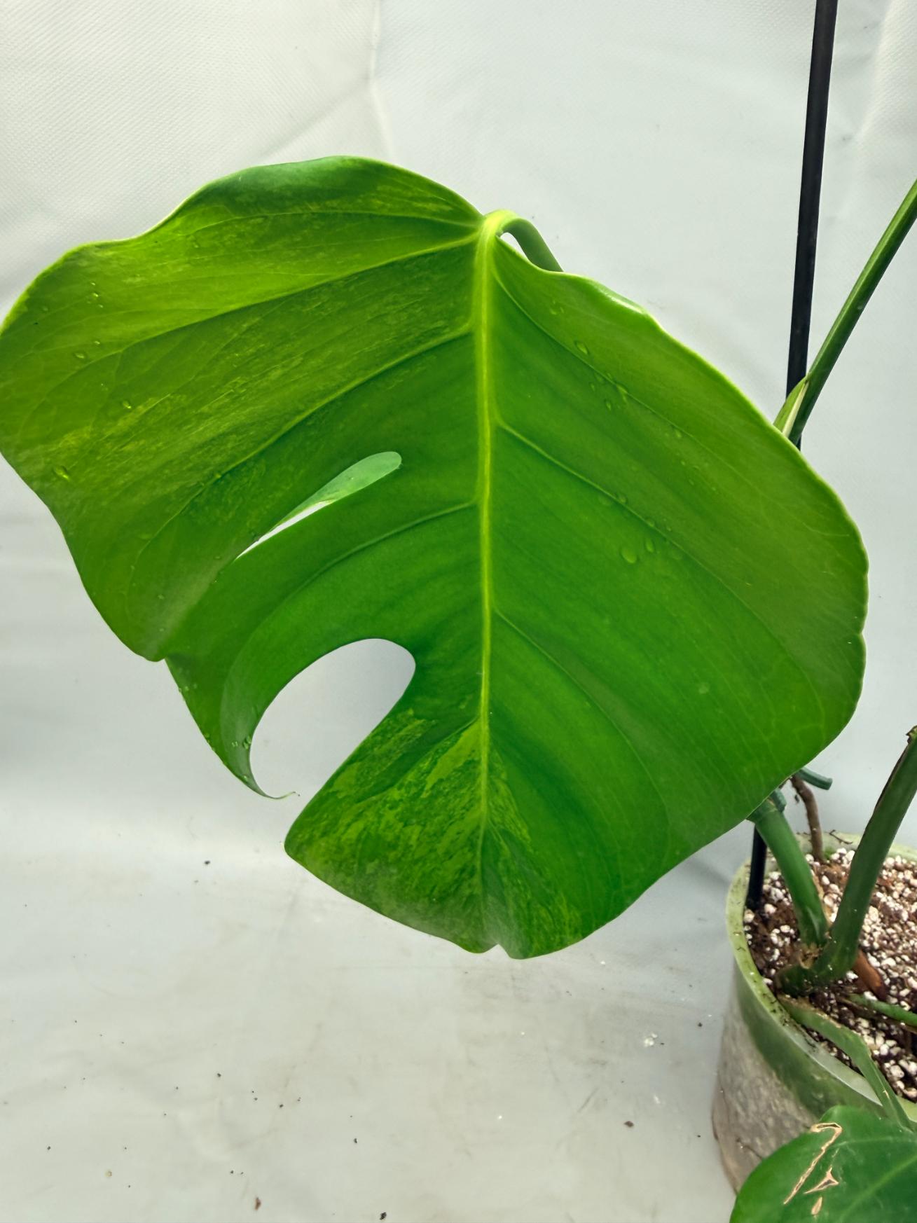Monstera Variegata Aurea 5