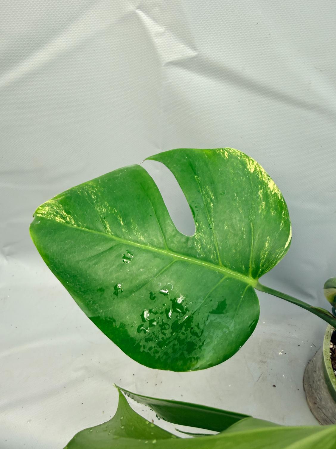 Monstera Variegata Aurea 6