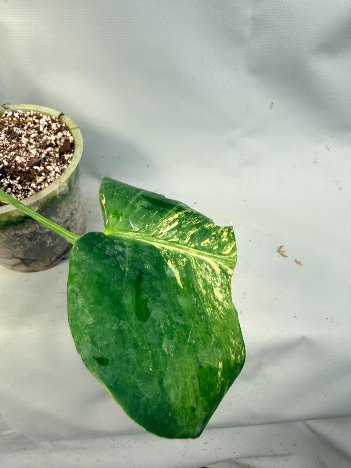 Monstera Variegata Aurea 8