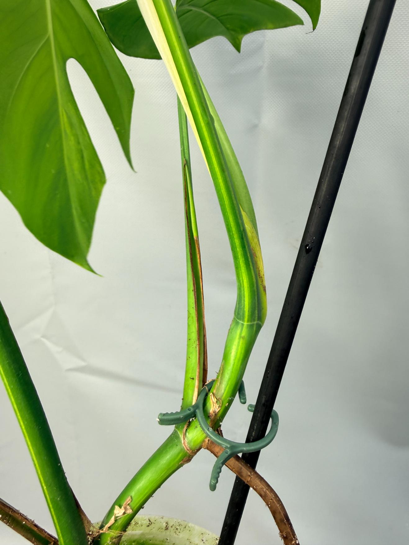 Monstera Variegata Aurea 9