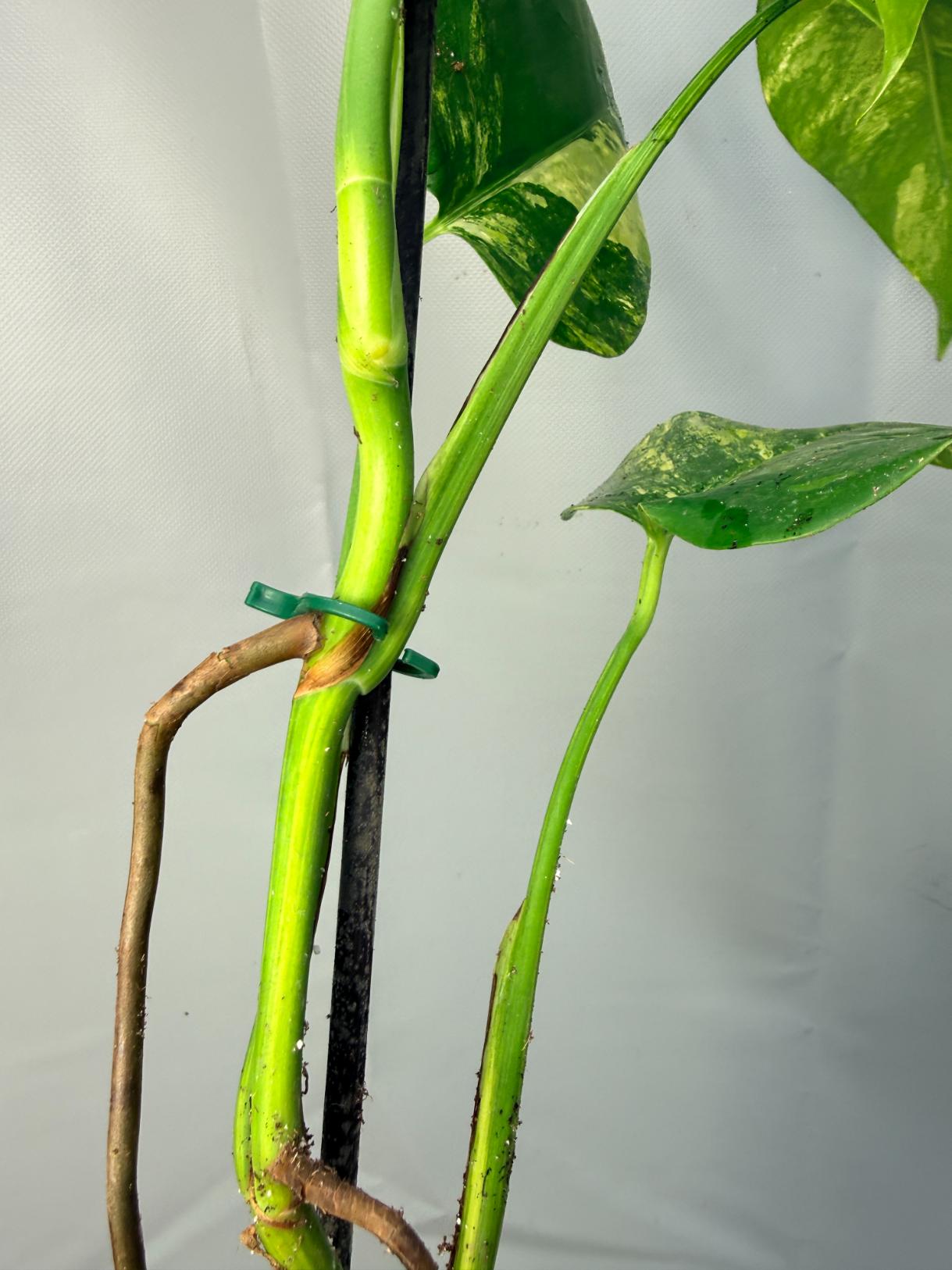 Monstera Variegata Aurea 9