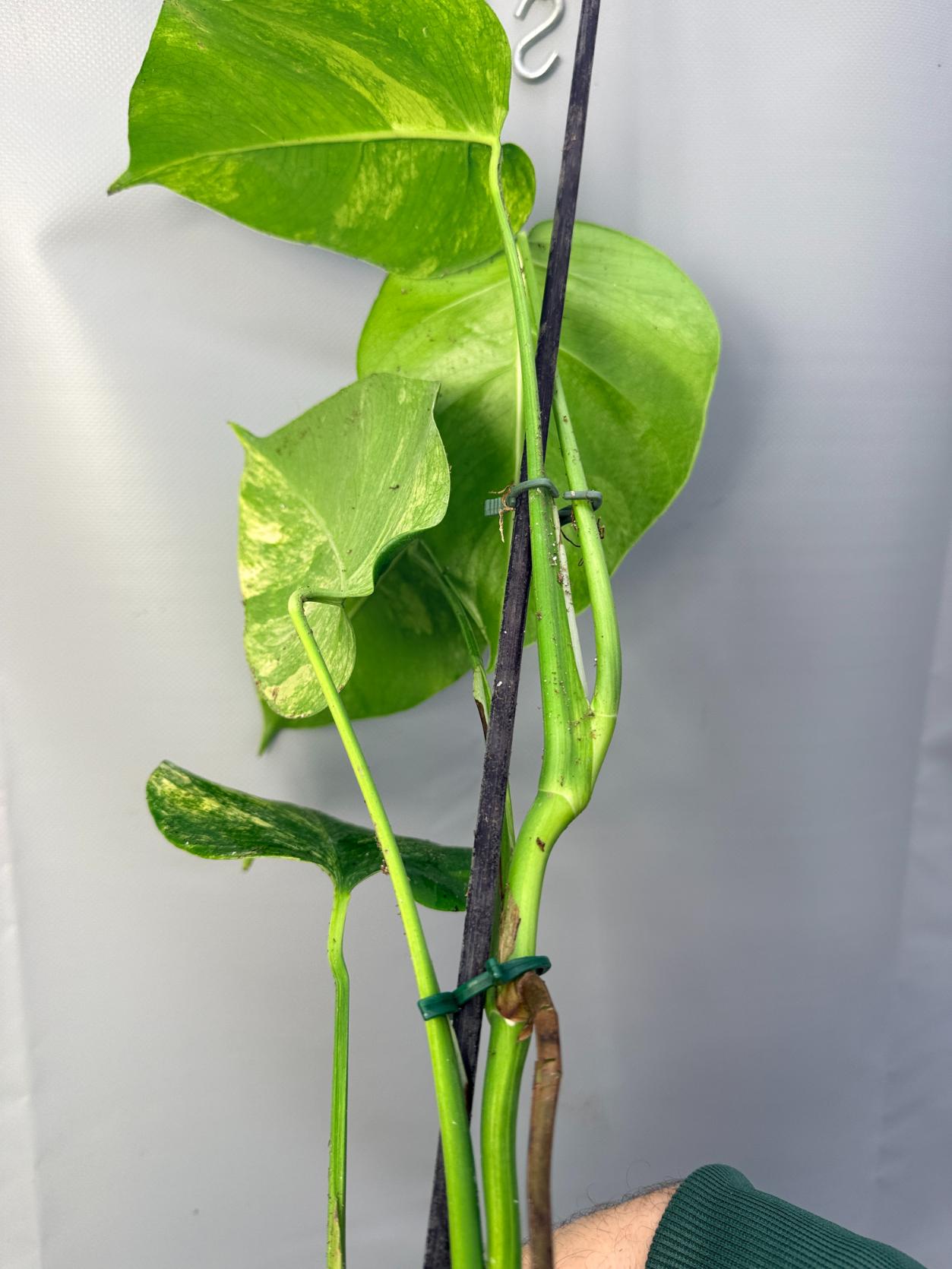 Monstera Variegata Aurea 10