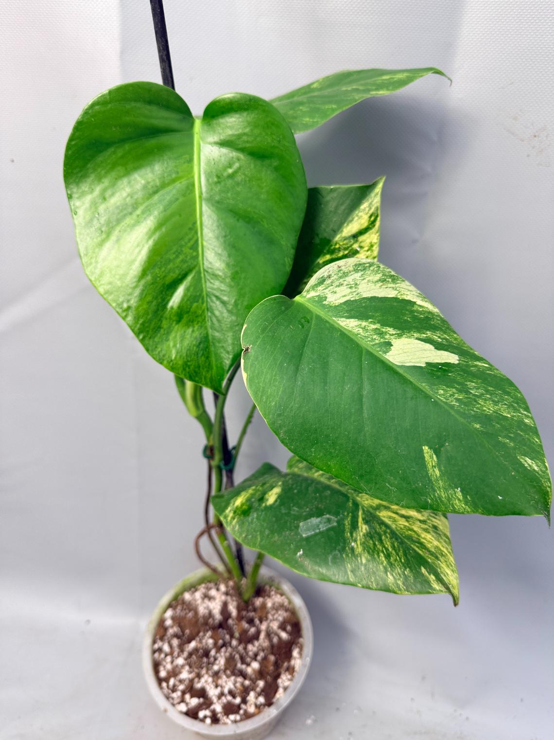 Monstera Variegata Aurea 2