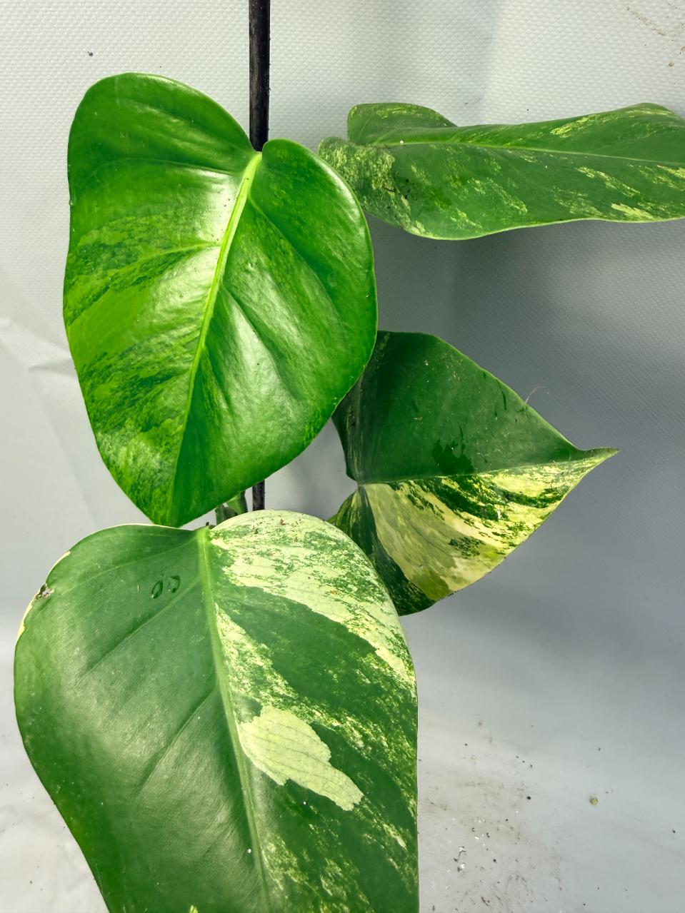 Monstera Variegata Aurea 1