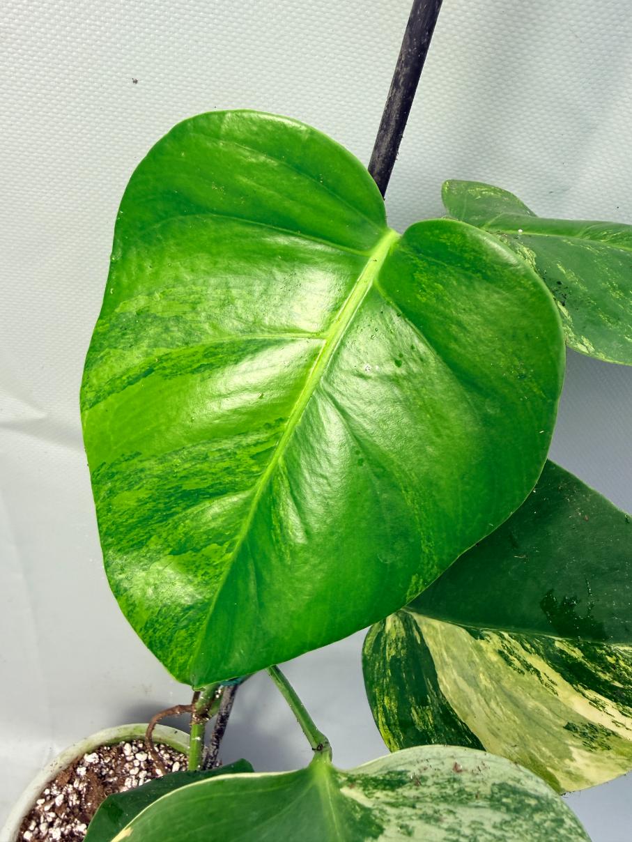 Monstera Variegata Aurea 3