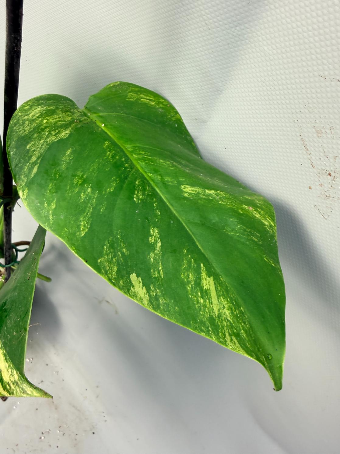 Monstera Variegata Aurea 4