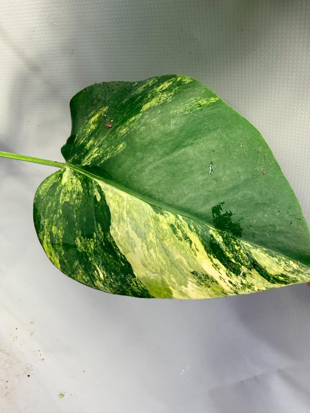 Monstera Variegata Aurea 5