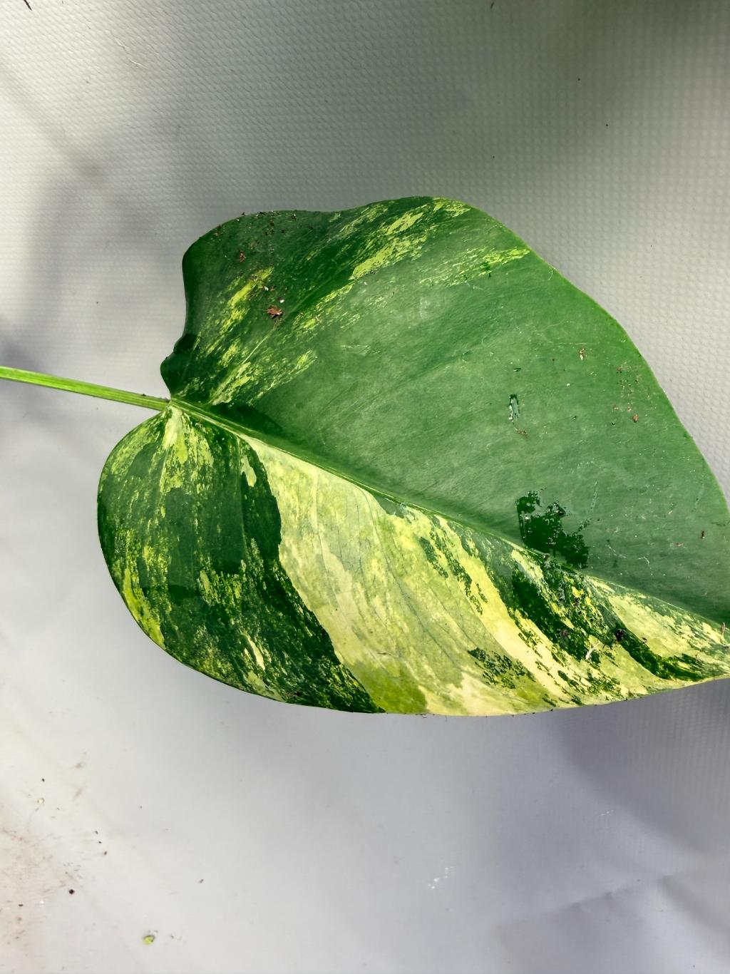 Monstera Variegata Aurea 6