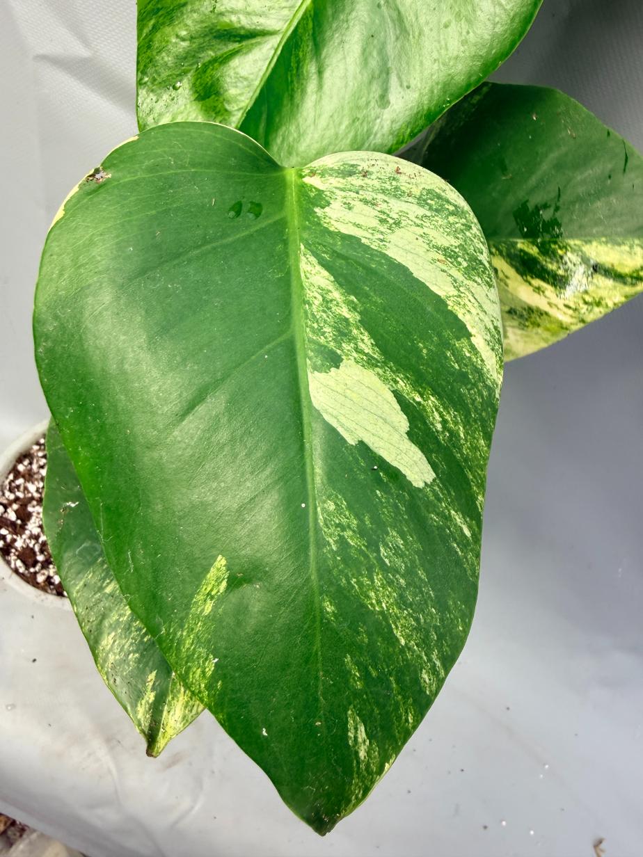 Monstera Variegata Aurea 7