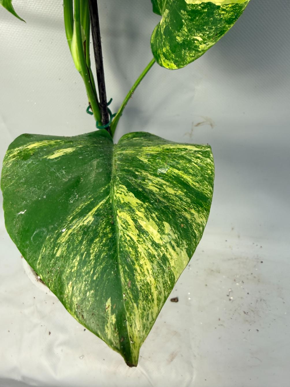 Monstera Variegata Aurea 8
