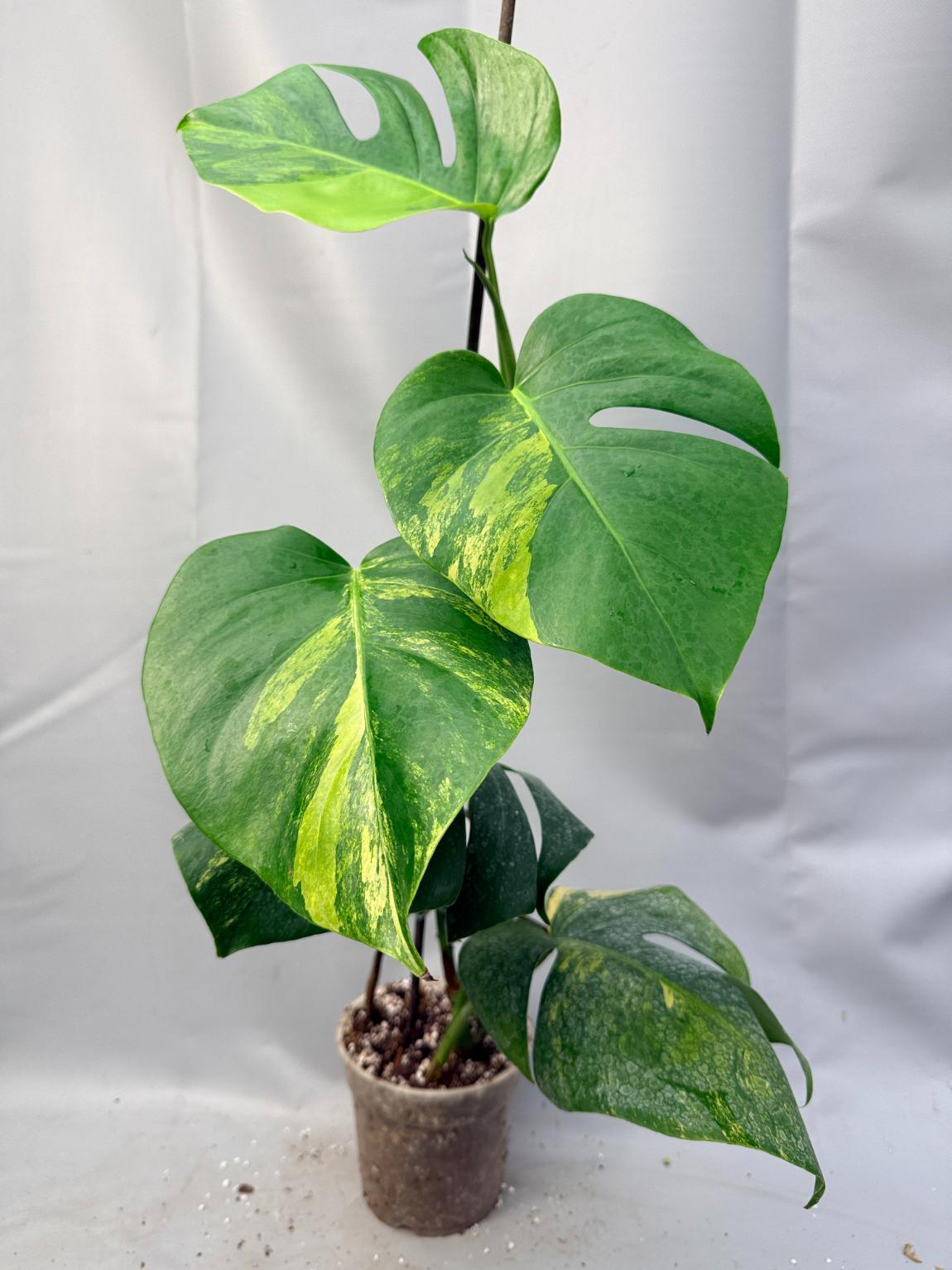 Monstera Variegata Aurea 1