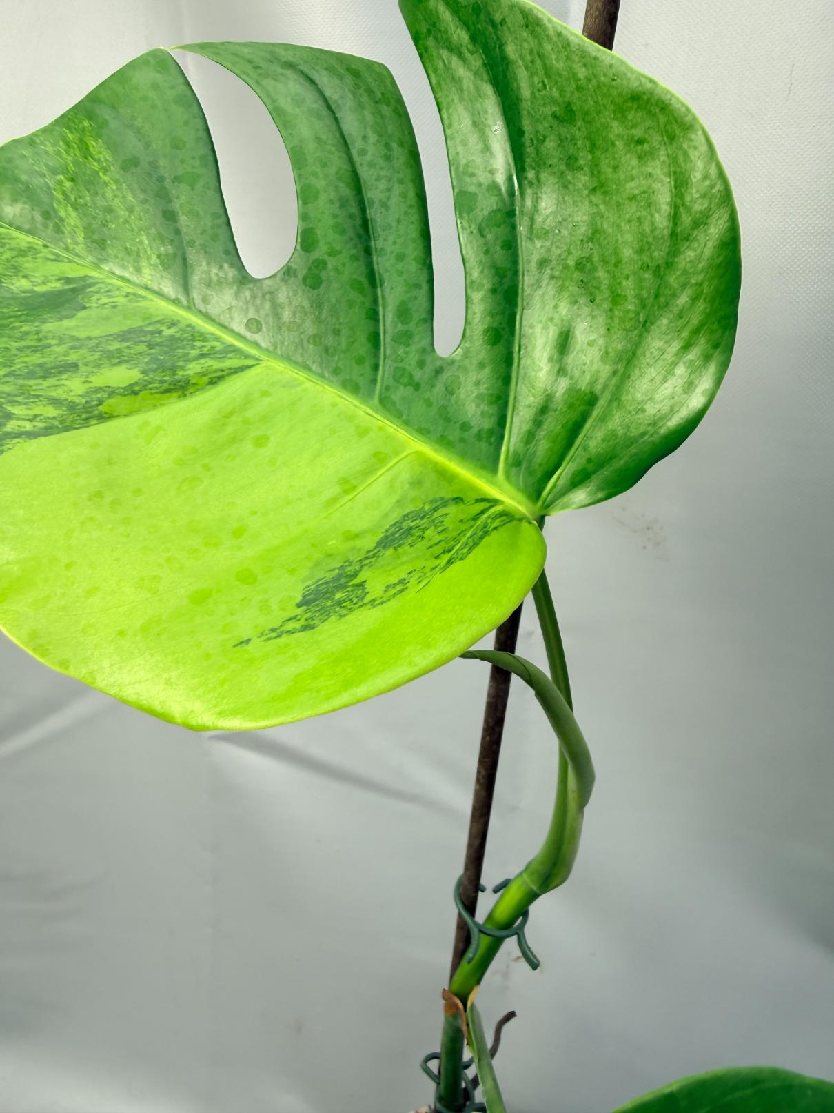 Monstera Variegata Aurea 2