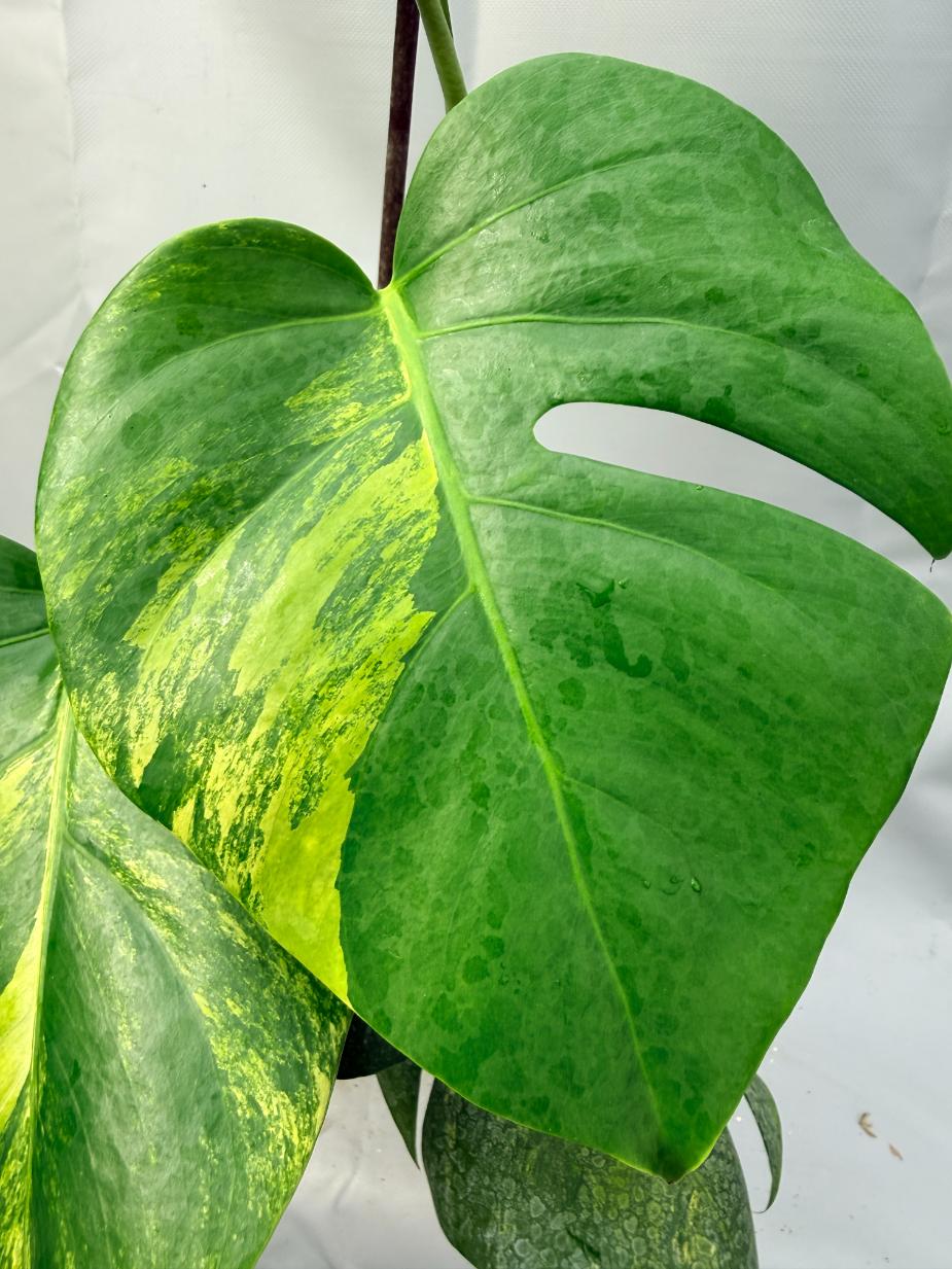 Monstera Variegata Aurea 3