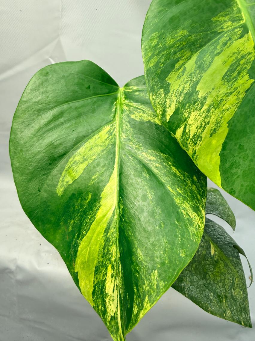 Monstera Variegata Aurea 4